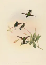Callipharus nigriventris, Schwarzbauchkolibri. Schöpfer: John Gould, William Matthew Hart.