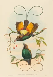 Diphyllodes chrysoptera Prächtiger Paradiesvogel