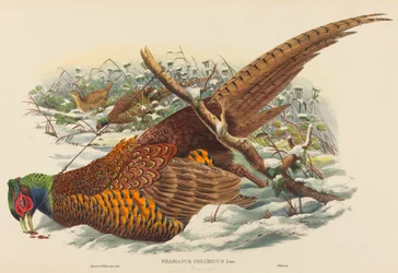 Phasianus colchicus Ringfasan. Schöpfer: John Gould, William Matthew Hart