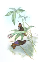 Aglaeactis castelnaui