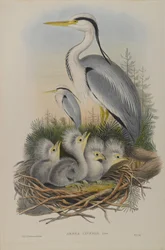 Ardea Cinerea - Reiher