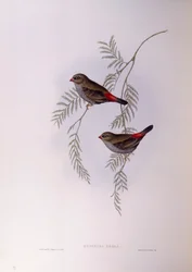 Feuerschwanzamadine (Stagonopleura bella), Stich von John Gould