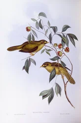 Glockenhonigfresser (Manorina melanophrys), Gravur von John Gould