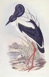 Schwarzhalstorch (Ephippiorhynchus asiaticus), Stich von John Gould