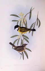 Schwarzschwanz-Dickkopf (Pachycephala melanura), Stich von John Gould