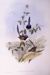 Blaubrust-Fee (Malurus pulcherrimus), Gravur von John Gould