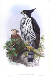 Blyths Habichtsadler Nisaetus alboniger (Gmelin)