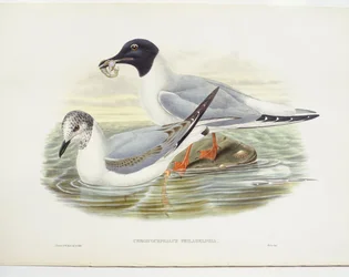 Bonapartemöwe (Larus philadelphia)