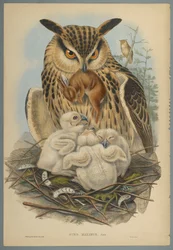 Bubo Maximus: Eule