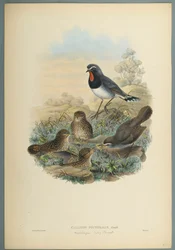 Rubinkehlchen