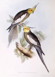 Nymphensittich (Nymphicus hollandicus), Stich von John Gould