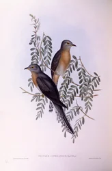 Fächerschwanzkuckuck (Cacomantis flabelliformis), Gravur von John Gould