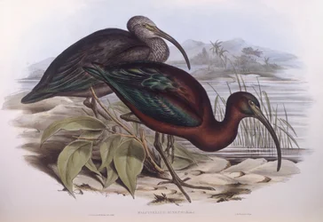 Glanzibis (Plegadis falcinellus), Gravur von John Gould
