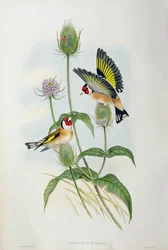 Stieglitz (Carduelis Elegans)