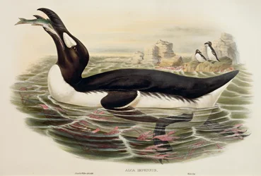 Riesenalk (Pinguinus impennis), Gravur