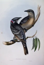 Großer Laubenvogel (Chlamydera nuchalis), Gravur aus Birds of Australia