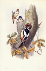 Buntspecht (Dendrocopos major), Gravur von John Gould