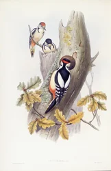 Großer Buntspecht (Dendrocopos major), Gravur von John Gould
