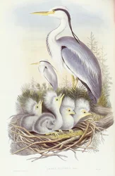 Graureiher (Ardea cinerea), Gravur von John Gould