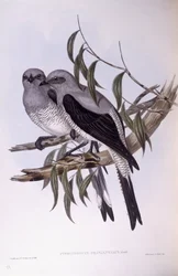 Boden-Kuckucksshrike (Coracina maxima), Gravur von John Gould