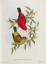 Haematospiza Sipahi, Illustration aus „Birds of Asia“, Bd. I, Teile I-VI, 1850-54