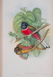 Harpactes Fasciatus, Tafel aus Die Vögel von Großbritannien von John Gould, veröffentlicht 1862-73