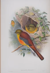 Harpactes Oreskios, Tafel aus Die Vögel von Großbritannien von John Gould, veröffentlicht 1862-73