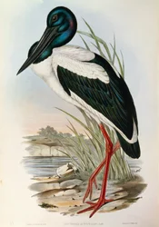 Illustration aus John Goulds "The Birds of Australia" darstellend Schwarzhalstorch Ephippiorhynchus asiaticus