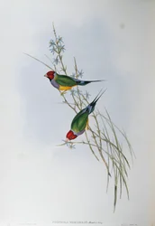 Illustration aus John Goulds "Die Vögel Australiens" darstellend Gouldamadine (Chloebia gouldiae), von Oscar Dressler