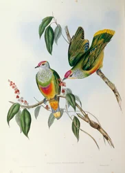 Illustration aus John Goulds "The Birds of Australia" darstellend Rosenkronen-Fruchttaube Ptilinopus regina