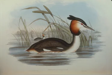 Illustration aus John Goulds "The Birds of Australia" darstellend Haubentaucher