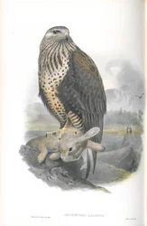 Illustration des Raufußbussards