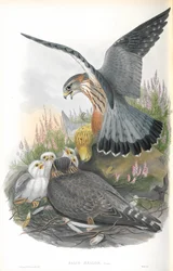 Illustration des Merlinfalken