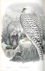 Illustration des Grönlandfalken (dunkle Rasse)