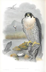 Illustration des Wanderfalken
