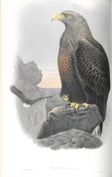 Illustration des Seeadlers