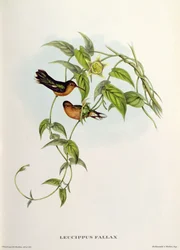 Leucippus Fallax