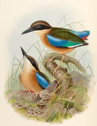 Mangrovenpitta (Blauflügelpitta) Pitta megarhyncha Schlegel