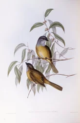 Olivenschnäpper (Pachycephala olivacea), Gravur von John Gould