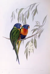 Ornate Lorikeet (Trichoglossus ornatus), Gravur von John Gould