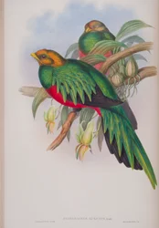 Pharomacrus Auriceps, Tafel aus Die Vögel von Großbritannien von John Gould, veröffentlicht 1862-73