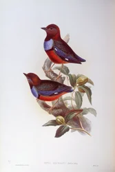 Rotbauchpitta (Pitta erythrogaster), Gravur von John Gould
