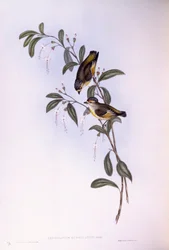 Rotbrauen-Pardalote (Pardalotus rubricatus)
