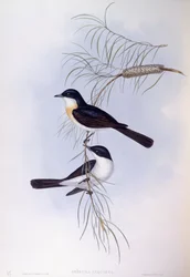 Unruhiger Fliegenschnäpper (Myiagra inquieta), Gravur von John Gould