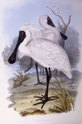 Königslöffler (Platalea regia), Gravur von John Gould
