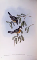 Rostbauch-Dickkopf (Pachycephala rufiventris), Gravur von John Gould