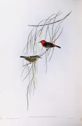 Scharlachmyzomela (Myzomela sanguinolenta), Gravur von John Gould