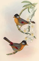 Silberohr-Mesia (Silberohr-Leiothrix) Leiothrix argentauris (Hodgson)