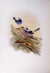 Prachtstaffelschwanz (Malurus splendens), Gravur von John Gould