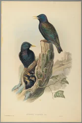 Star: Sturnus Vulgaris